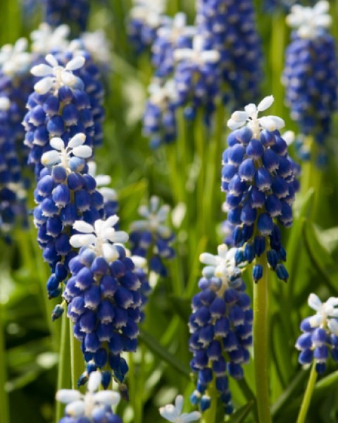 muscari touch of snow